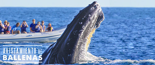 ballena
